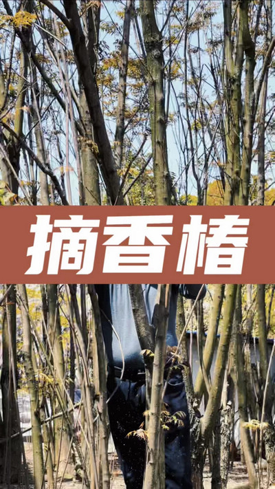 香椿雞蛋有，就缺二兩酒！