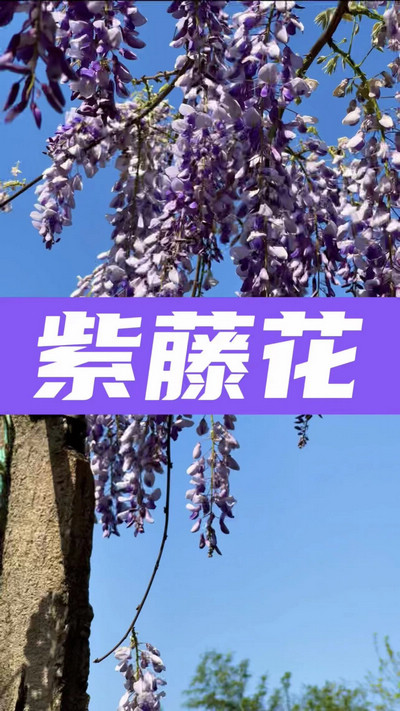 春有約，花不誤，陌上紫藤香如故。